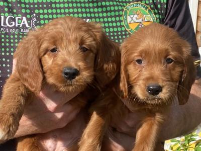 Golden Irish Doodles