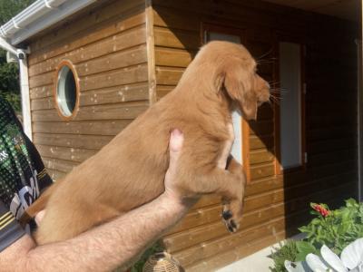 Golden Irish Doodles