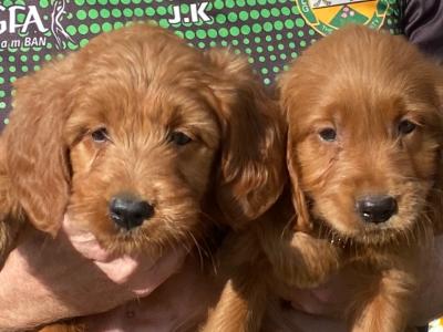 Golden Irish Doodles
