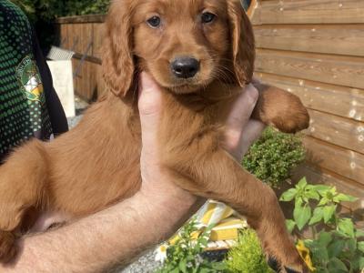 Golden Irish Doodles