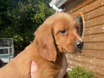 Golden Irish Doodles