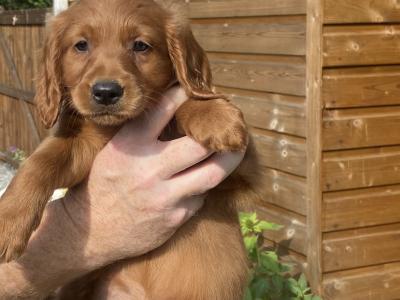 Golden Irish Doodles