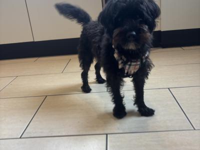 Luna is a female Westiepoo puppy 1 year old female. West Highland Terrier x Poodle) in Kerry