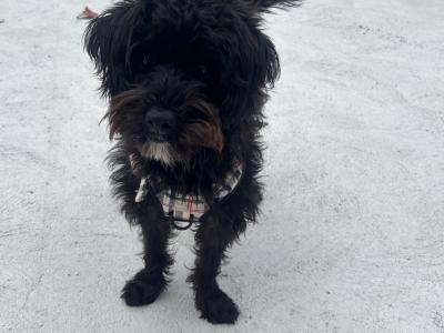 Luna is a female Westiepoo puppy 1 year old female. West Highland Terrier x Poodle) in Kerry