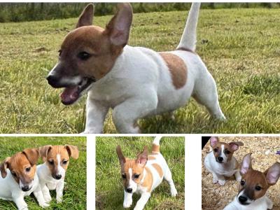 Top class miniature Jack Russell pups in Kerry