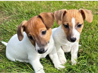 Top class miniature Jack Russell puppies in Kerry