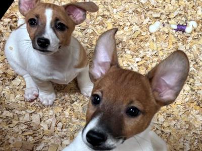 Top class miniature Jack Russell pups in Kerry