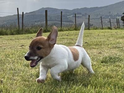 Top class miniature Jack Russell pups in Kerry