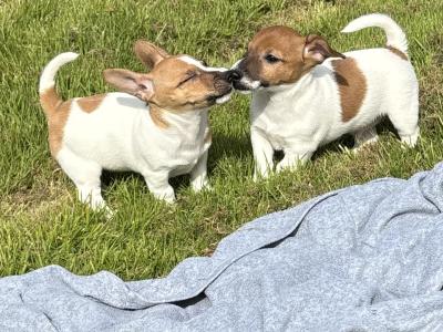 Top class miniature Jack Russell pups in Kerry