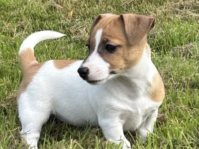 Top class miniature Jack Russell pups in Kerry