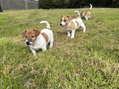 Top class miniature Jack Russell pups in Kerry