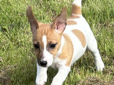Top class miniature Jack Russell pups in Kerry