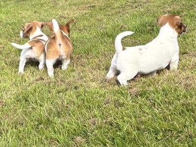 Top class miniature Jack Russell pups in Kerry