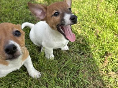 Top class miniature Jack Russell pups in Kerry