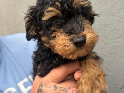 Cavapoo puppies
