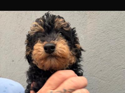 Cavapoo puppies