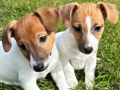 Top class miniature Jack Russell pups in Kerry