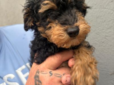 Cavapoo puppies