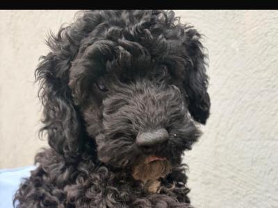Cavapoo puppies