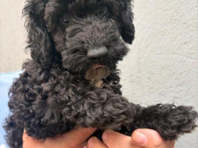 Cavapoo puppies