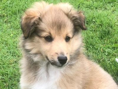 Male Shetland Sheepdog puppy in Galway