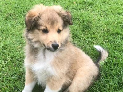 IKC Registered (pending) male Shetland Sheepdog puppy in Galway
