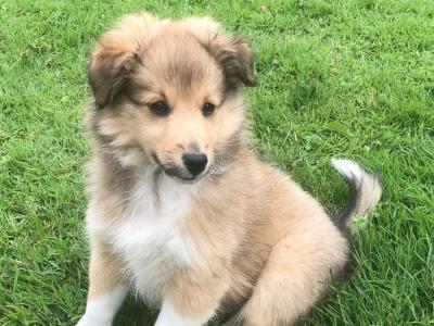 IKC Registered male Shetland Sheepdog puppy in Galway