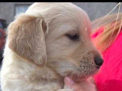 🌟✨🌟✨CHUNKY GOLDEN RETRIEVER PUPPIES FOR SALE IKC(PENDING)