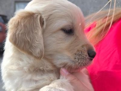 Chunky IKC Registered (pending) Golden Retriever puppies for sale in Kilkenny