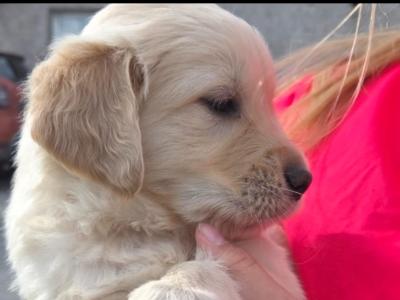 Chunky IKC Registered (pending) Golden Retriever puppies for sale in Kilkenny