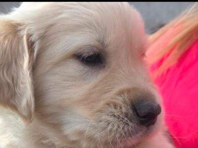🌟✨🌟✨CHUNKY GOLDEN RETRIEVER PUPPIES FOR SALE IKC(PENDING)