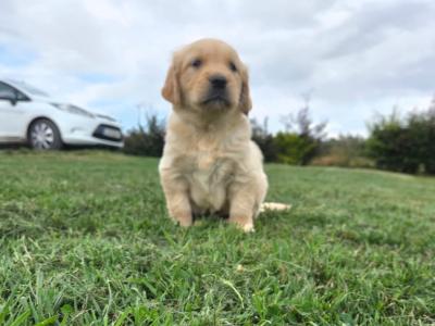 🌟✨🌟✨CHUNKY GOLDEN RETRIEVER PUPPIES FOR SALE IKC(PENDING)