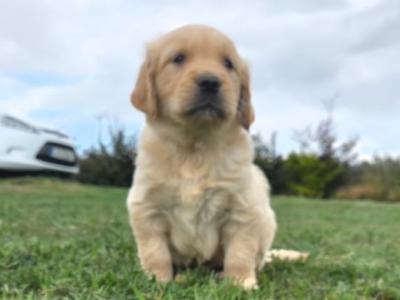 Chunky IKC Registered (pending) Golden Retriever puppies for sale in Kilkenny