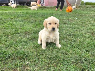 🌟✨🌟✨CHUNKY GOLDEN RETRIEVER PUPPIES FOR SALE IKC(PENDING)
