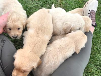 🌟✨🌟✨CHUNKY GOLDEN RETRIEVER PUPPIES FOR SALE IKC(PENDING)