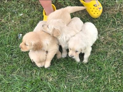 🌟✨🌟✨CHUNKY GOLDEN RETRIEVER PUPPIES FOR SALE IKC(PENDING)