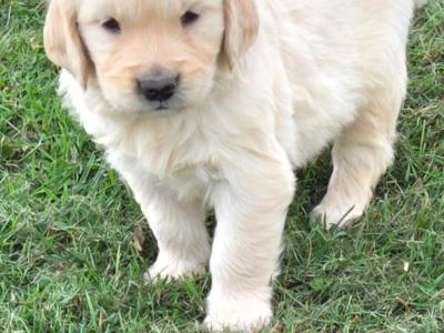 🌟✨🌟✨CHUNKY GOLDEN RETRIEVER PUPPIES FOR SALE IKC(PENDING)
