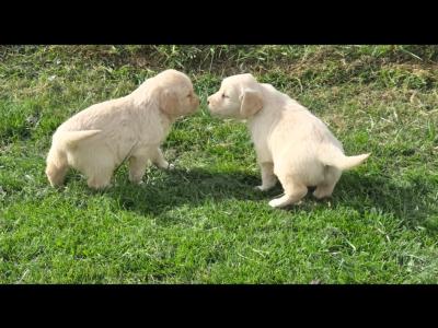 🌟✨🌟✨CHUNKY GOLDEN RETRIEVER PUPPIES FOR SALE IKC(PENDING)