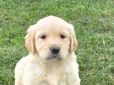 🌟✨🌟✨CHUNKY GOLDEN RETRIEVER PUPPIES FOR SALE IKC(PENDING)