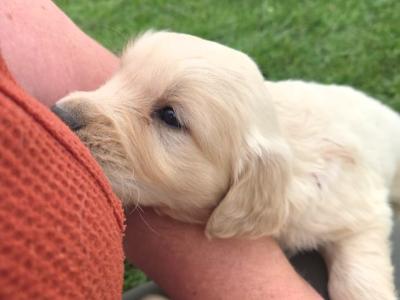 🌟✨🌟✨CHUNKY GOLDEN RETRIEVER PUPPIES FOR SALE IKC(PENDING)