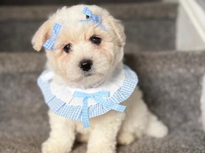Beautiful F1B Cavachon puppies (Cavalier King   x Bichon Frise) in Sligo