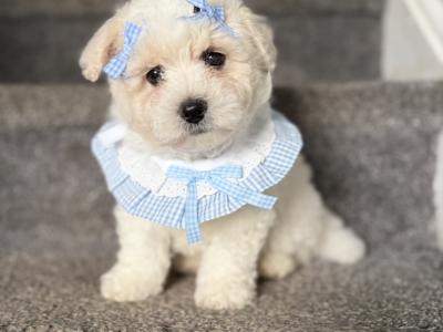 Beautiful Cavapoochon CavachonBichon Frise male