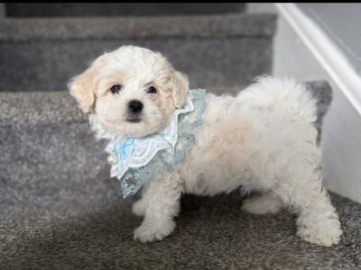 Beautiful Cavapoochon CavachonBichon Frise male