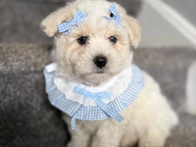 Beautiful Cavapoochon CavachonBichon Frise male