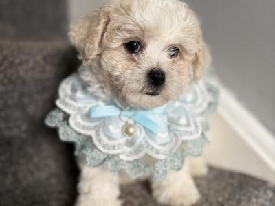 Beautiful Cavapoochon CavachonBichon Frise male