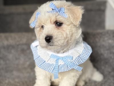Beautiful Cavapoochon CavachonBichon Frise male