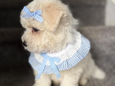Beautiful Cavapoochon CavachonBichon Frise male