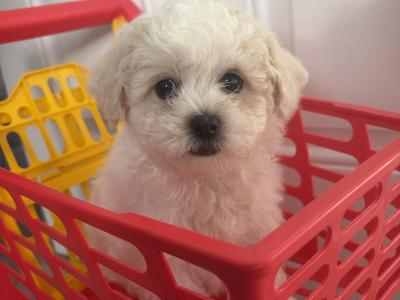 Beautiful Cavapoochon CavachonBichon Frise male