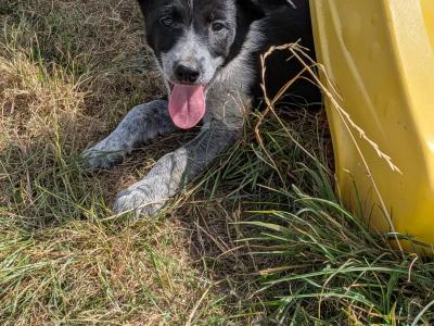 1 Black female border collie