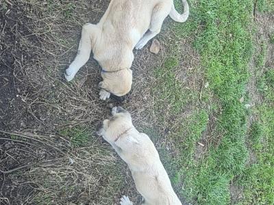 Turkish Kangal x Pyranese Mountain Dog